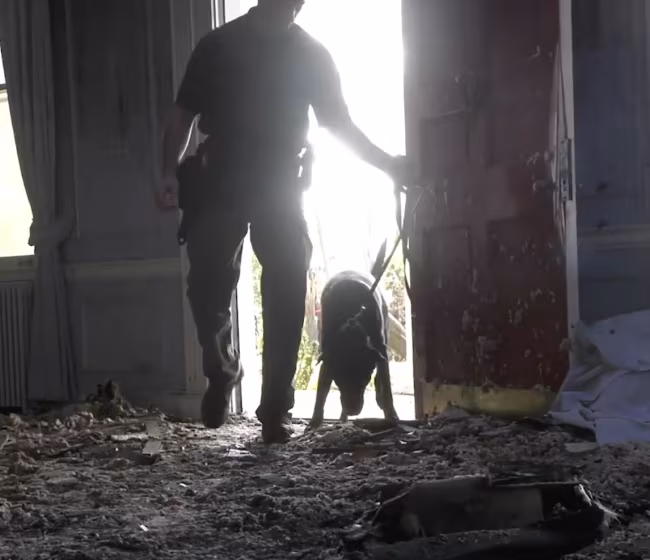 arson dog, Mattie, Blaze Robert Noll, Joseph Toscano,Sgt. Hulk, Bloodhound,Labrador Retriever